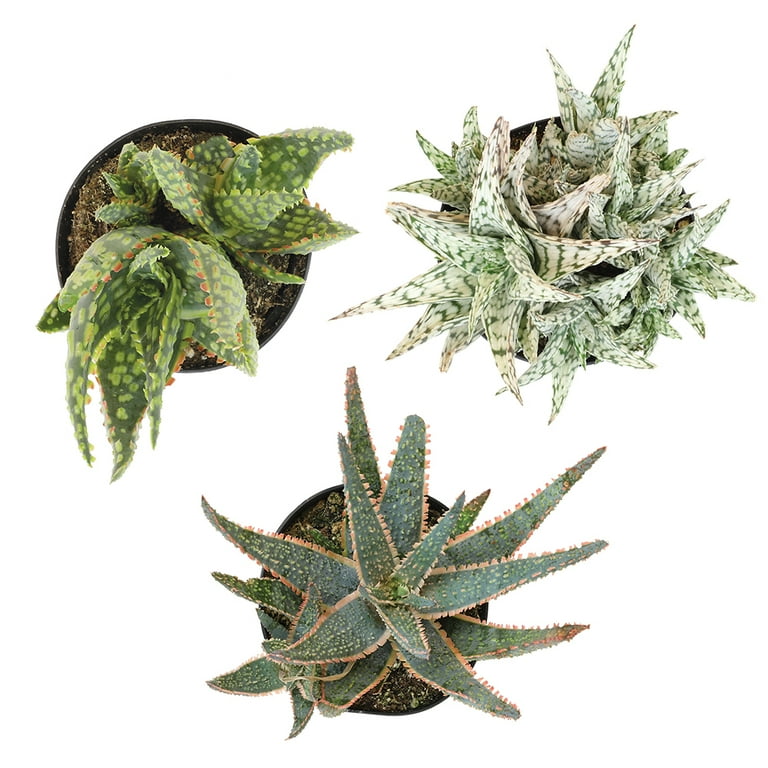 aloe vera cvijet Aloe Vera Barbadensis (starost 5-6 godina) – Secret Garden Plant Shop main image 0
