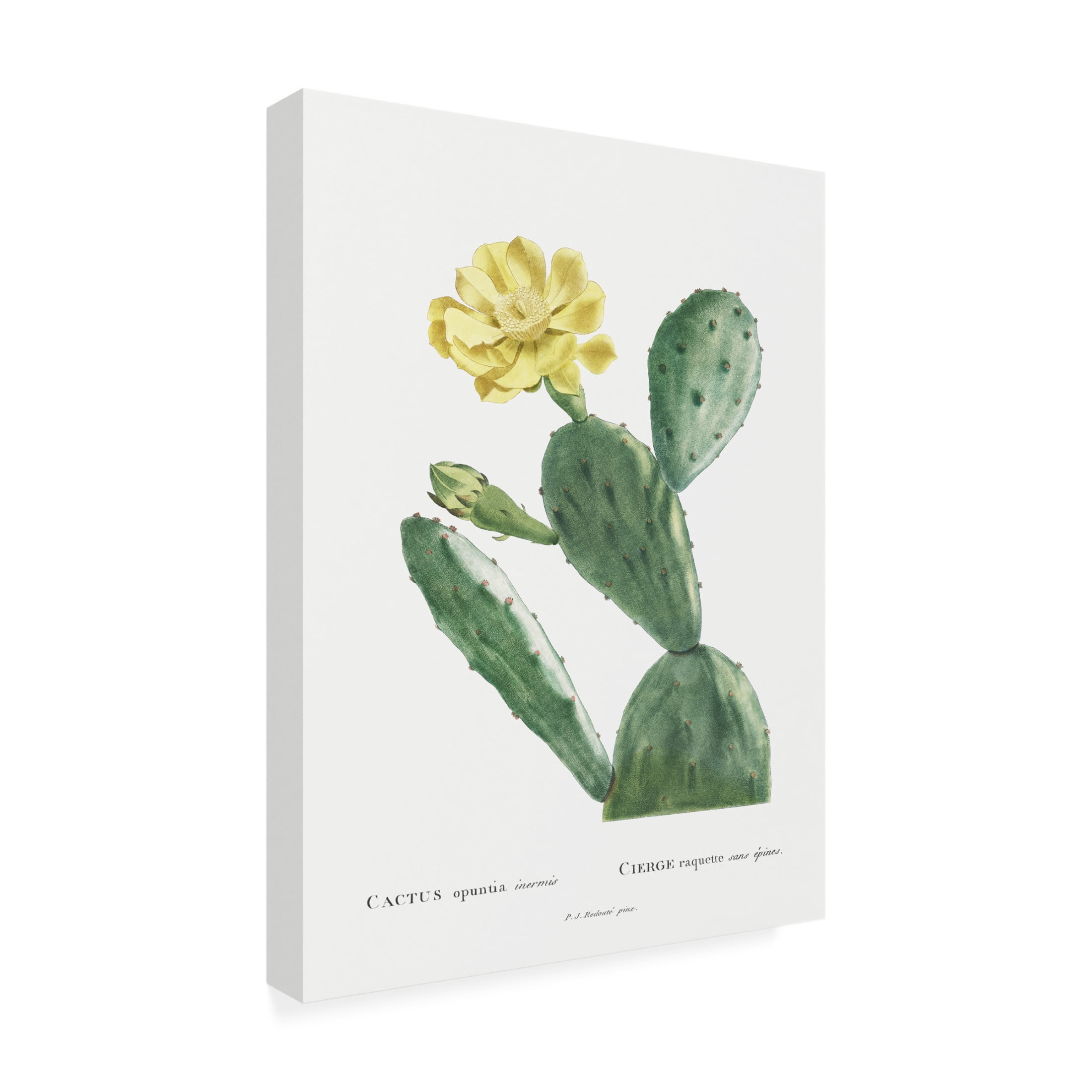 Trademark Fine Art Pierre Redoute Redoute Cactus II Canvas Wall Art