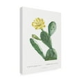 thumbnail image 3 of Trademark Fine Art Pierre Redoute Redoute Cactus II Canvas Wall Art, 3 of 4