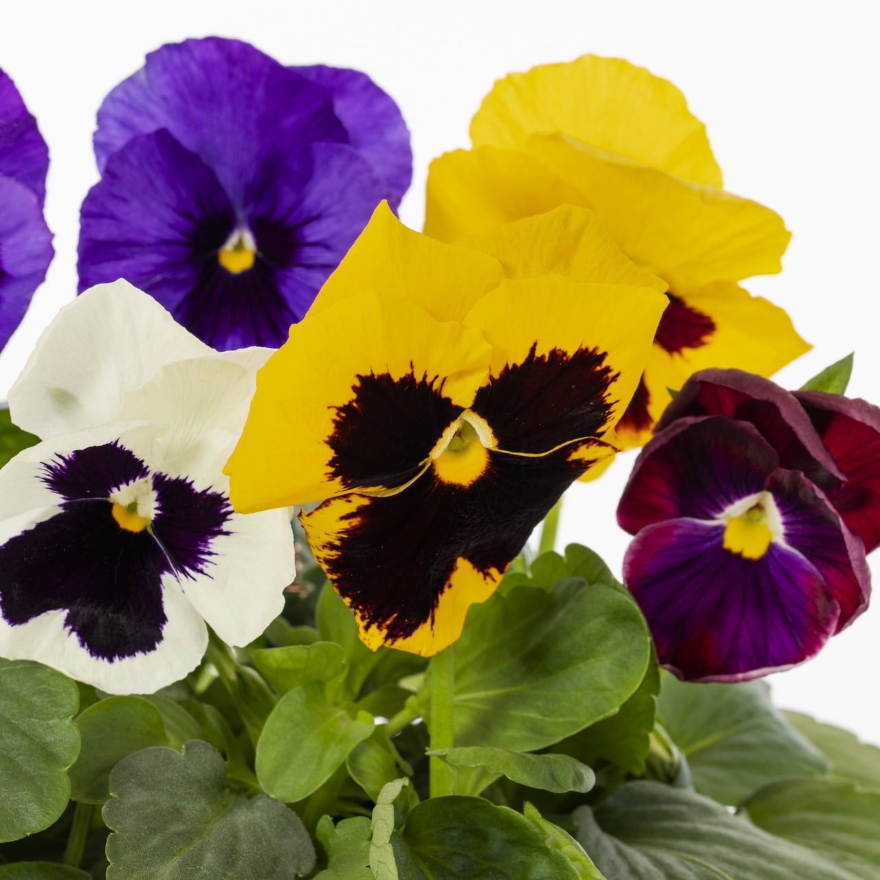 Expert Gardener 1.5GAL Multicolor Pansy Live Annual Plant Hanging Basket Sun