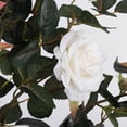 thumbnail image 2 of Vickerman 45" Artificial White Rose Plant in Pot., 2 of 5