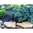 thumbnail image 4 of 1 Gallon (3.8L) Evergreen Mix 6 Pack, 4 of 6