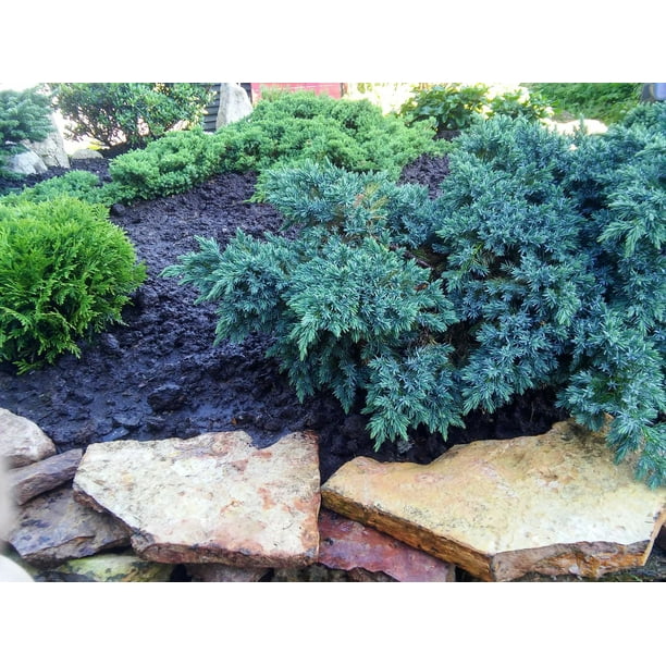 1 Gallon (3.8L) Evergreen Mix 6 Pack - Walmart.ca