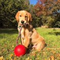 thumbnail image 2 of CHUANK Romp-n-Roll Rope and Ball Dog Toy 6 Inches/Medium Red, 2 of 4