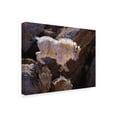 thumbnail image 2 of Trademark Fine Art 'Rockhopper' Canvas Art by Julie T. Chapman, 2 of 4