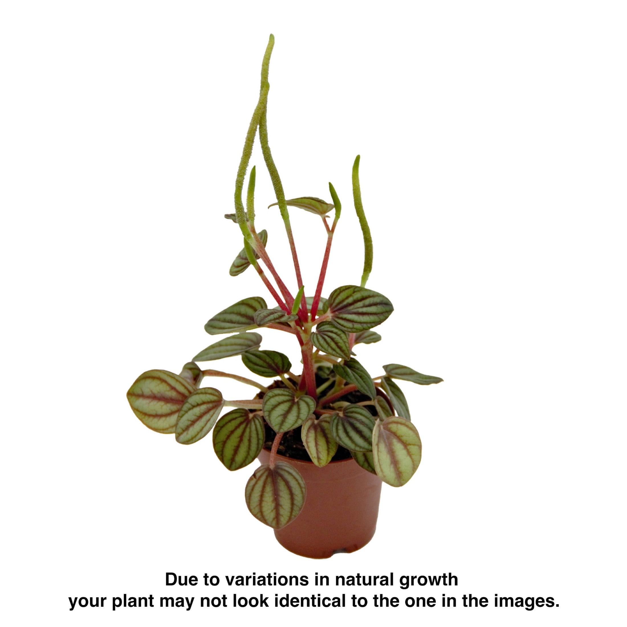 ReptiCulture Assorted Peperomia Tropical 2" 3 pk