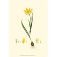 thumbnail image 2 of Curtis 11x14 White Modern Wood Framed Museum Art Print Titled - Curtis Garden IV, 2 of 4