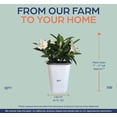 thumbnail image 3 of Nature's Way Farms Mandevilla Bella White Live Plant (7-11 in. Tall) in Grower Pot May Ship Without Flowers, 3 of 5