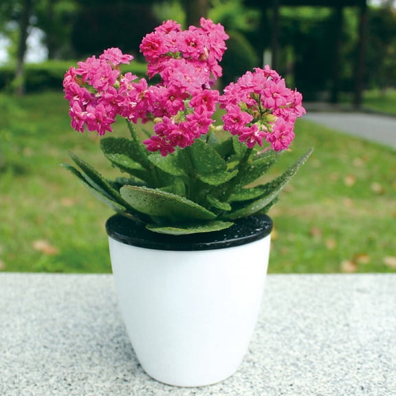 CTIRCHIU Automatic Self-Watering Round Plastic Flower Pot for Home and Office Use, 1 Set