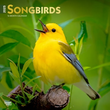 Songbirds | 2025 12x24" (Hanging) Wall Calendar | Plastic-Free | BrownTrout