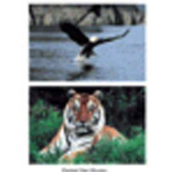 Wild Animal Poster Set Set Of 10
