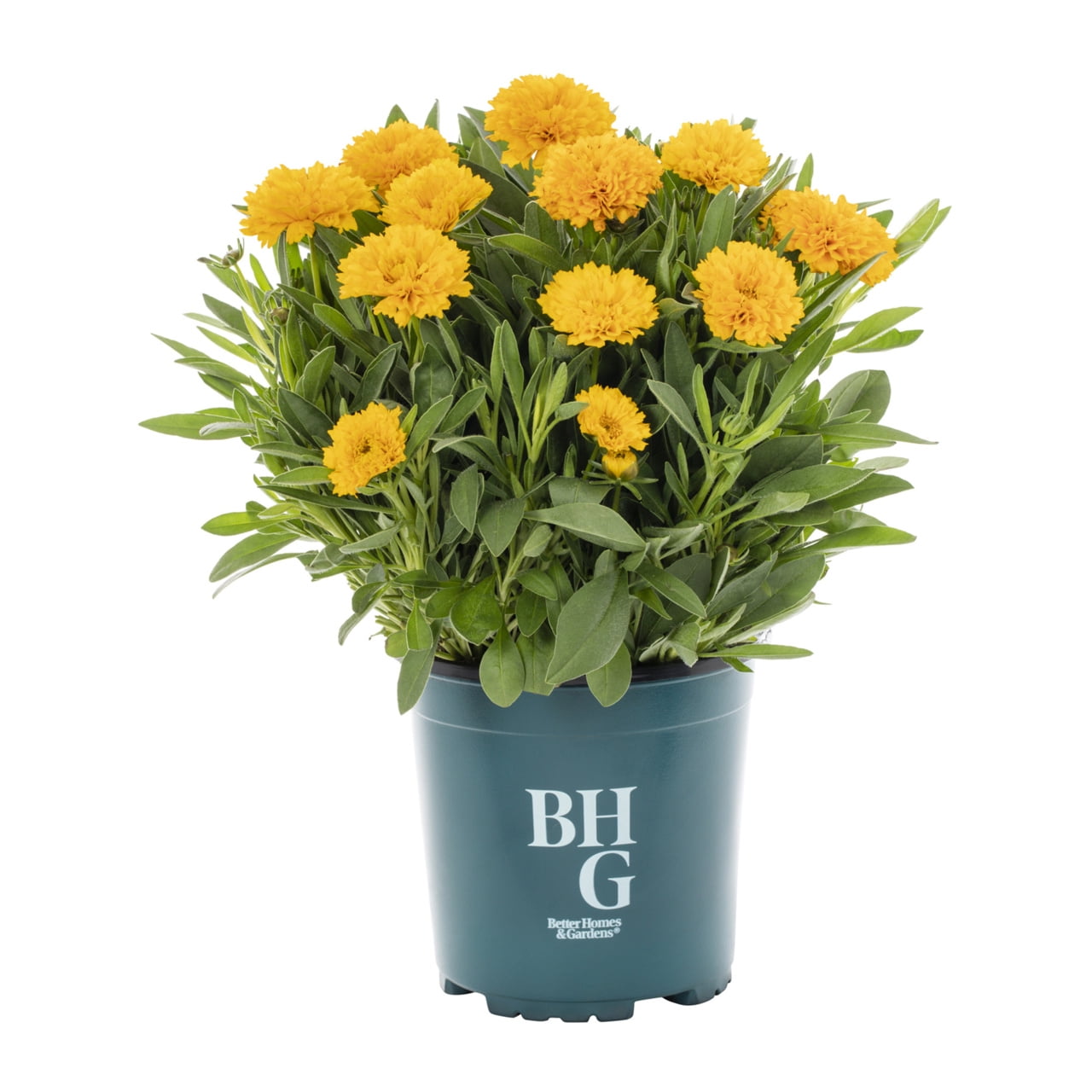 Better Homes & Gardens 2.5QT Yellow Coreopsis Live Perennial