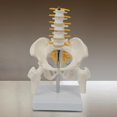 thumbnail image 3 of maskred PVC Human Pelvis with Pelvis and Size Toy Learning Life Bones Leg Style A 1Set, 3 of 6