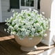 thumbnail image 3 of Flores artificiales HyeFlora White Morning Glory, 12 paquetes, 3 of 9