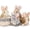 4Bunny, variant on MorisMos 12'' Stuffed Easter Hen Stuffed Animals Bulk Chicken Plush Toy
