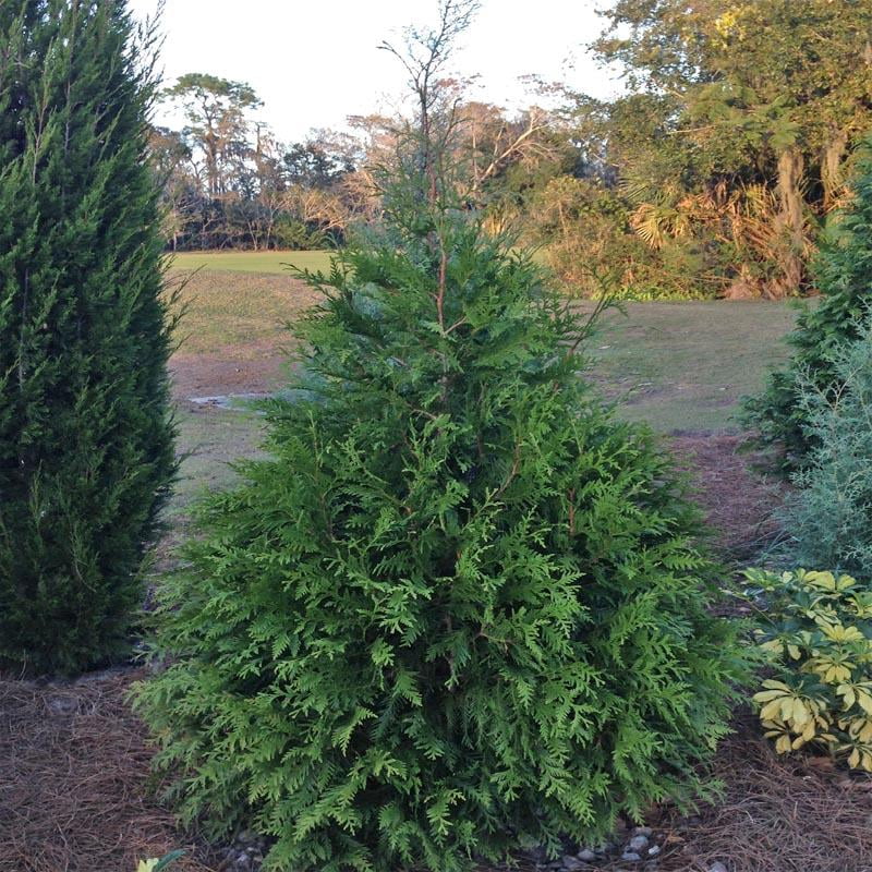 Leyland Cypress Tree or Tall Shrub, Dark Emerald Green