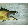 thumbnail image 3 of Fab Funky 14x12 Black Modern Framed Museum Art Print Titled - Hog Fish print on nautical map image, 3 of 5