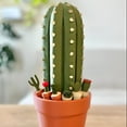 thumbnail image 4 of BESTSKY 32Pcs Printed Cactus Chess Set - Roll-Up Portable Board with Plant Pieces, Travel-Friendly Chess Game, Unique Cactus Themed Board Game for Home & Travel Entertainment, Multicolor, 4 of 7