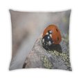 thumbnail image 2 of Ahgly Company Coussin Anti-Insectes pour Extérieur, 18 Pouces par 18 Pouces, 2 of 6