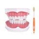 thumbnail image 1 of Modelo de diente dental que estudia la demostración de cavidad de enseñanza de dientes dentales estándar con cepillo, 1 of 8