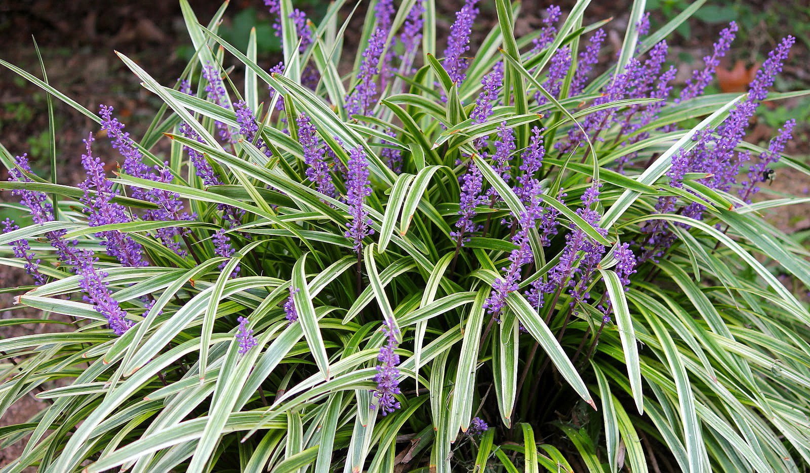 Variegated Liriope  3 Live Plants  Liriope Muscari Variegata  Ornamental Ground Cover Plants  Evergreen Foliage