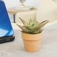 thumbnail image 4 of Altman Plants Star Aloe Succulent Decor - Live Plant Gift - 3.5 in Terracotta Plant Pot, 4 of 10