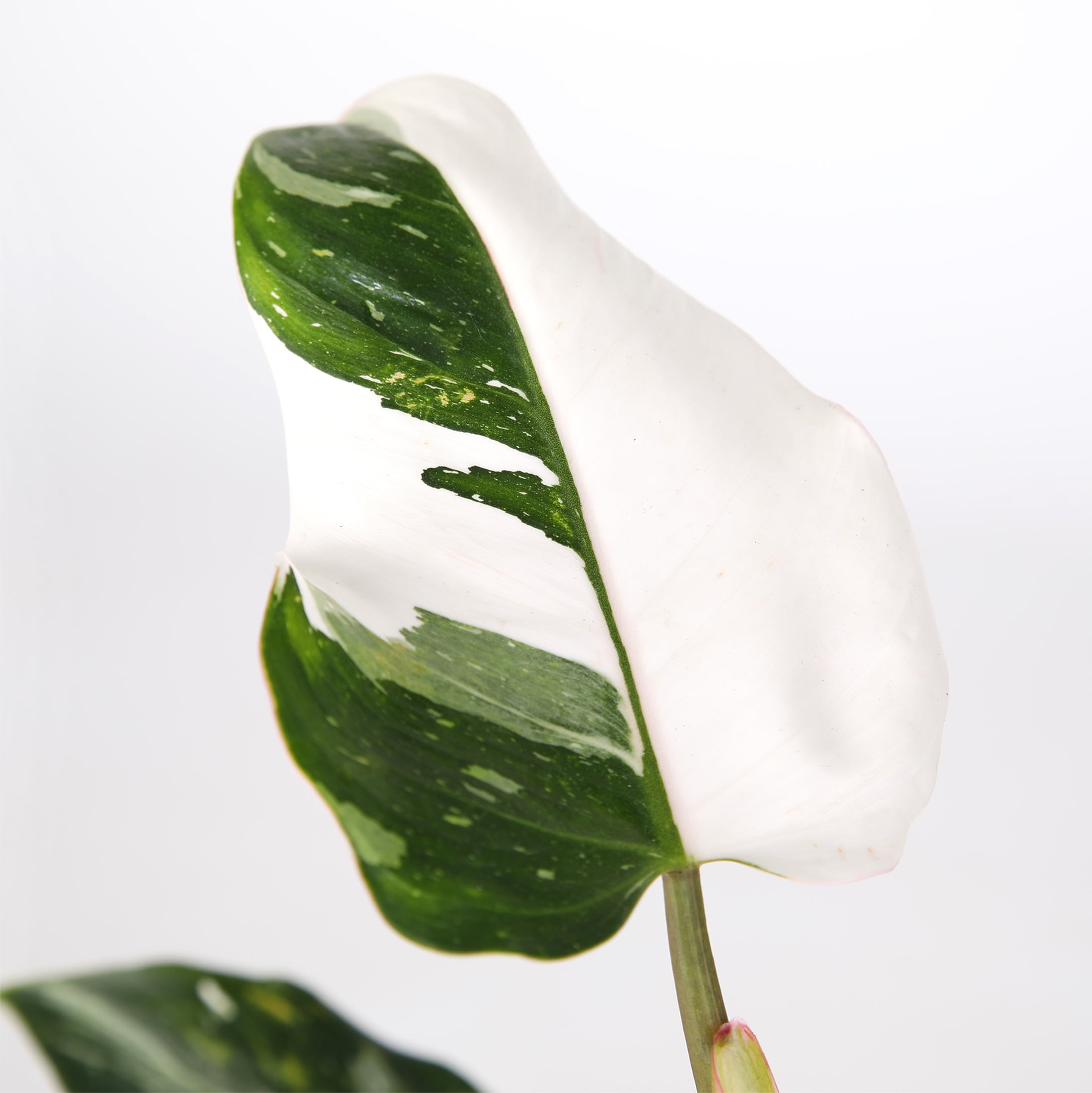 Wild Interiors Philodendron White Princess in Chic Beige Pot – 5in Collector’s Plant