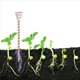 thumbnail image 2 of Paquete de 36 Estacas para Plantas de Electrocultivo, Antenas de Jardinería de Cobre de Electrocultivo de 12 , Bobina de Cobre de Jardinería de Electrocultivo, 2 of 5