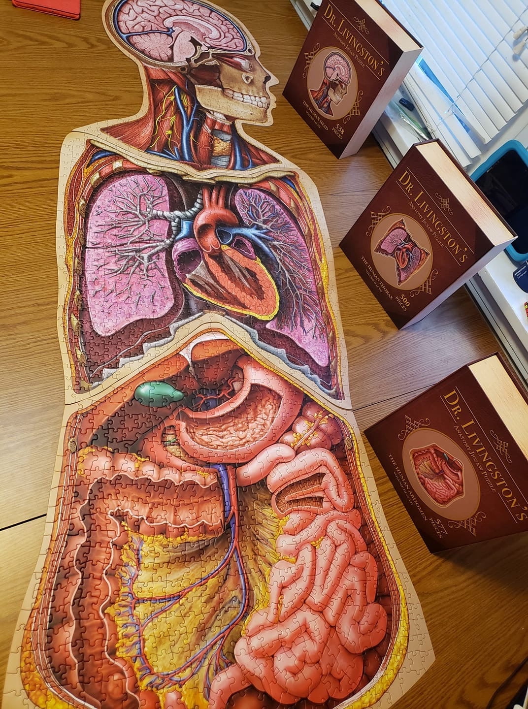 Dr. Livingstone’s 解剖学パズル 3点まとめ売り 未開封 医学 Human Head Anatomy Jigsaw Puzzle | Dr Livingston's Unique Shaped
