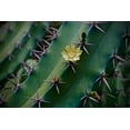 thumbnail image 2 of Susan Vizvary Photography 24x17 White Modern Wood Framed Museum Art Print Titled - Yellow Flower On A Cactus, 2 of 4