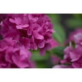 thumbnail image 3 of Crane, Rita 24x17 Black Modern Framed Museum Art Print Titled - Pink Hydrangeas I, 3 of 5