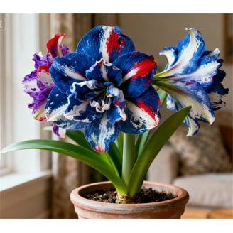 Bloomsz Amaryllis Purple Rain 26/28cm, 1-Pack - Walmart.com