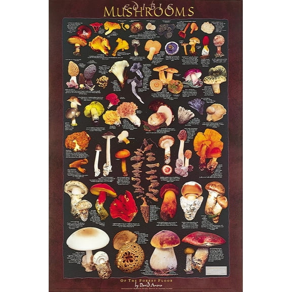 Forest Floor Mushroom Poster