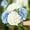 Blue White, variant on KUNPENG 21" Real Touch Hydrangea Artificial Flowers with Long Stem & Leaves, Full Latex Faux Hydrangea Flowers for Home Decor Party Floral Arrangements Wedding Bouquets Centerpieces, Green 3Pcs