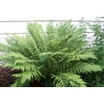 thumbnail image 6 of Classy Groundcovers, Lady Fern, Northern Lady Fern, Alpine Lady Fern, Female Fern, Longleaf Lady Fern (25 Pots, 3 1/2 inch square), 6 of 10