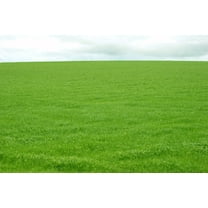 OrOlam Creeping Red Fescue Grass Seeds, 5 lb - Quick Germination Festuca Rubra