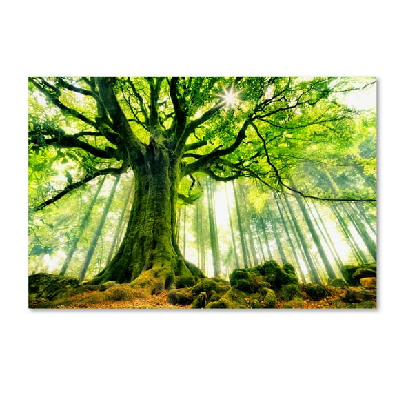 Christophe Kiciak 'Ponthus Beech' Canvas Art