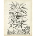 thumbnail image 2 of Munting, Abraham 26x32 White Modern Wood Framed Museum Art Print Titled - Scenic Botanical IV, 2 of 4