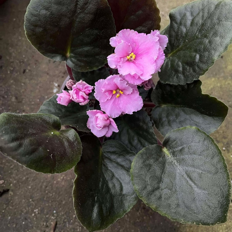 Light Pink African Violet Plants, Pink Flowering Indoor Plants 4 Inches Tall, African Violet for Patio