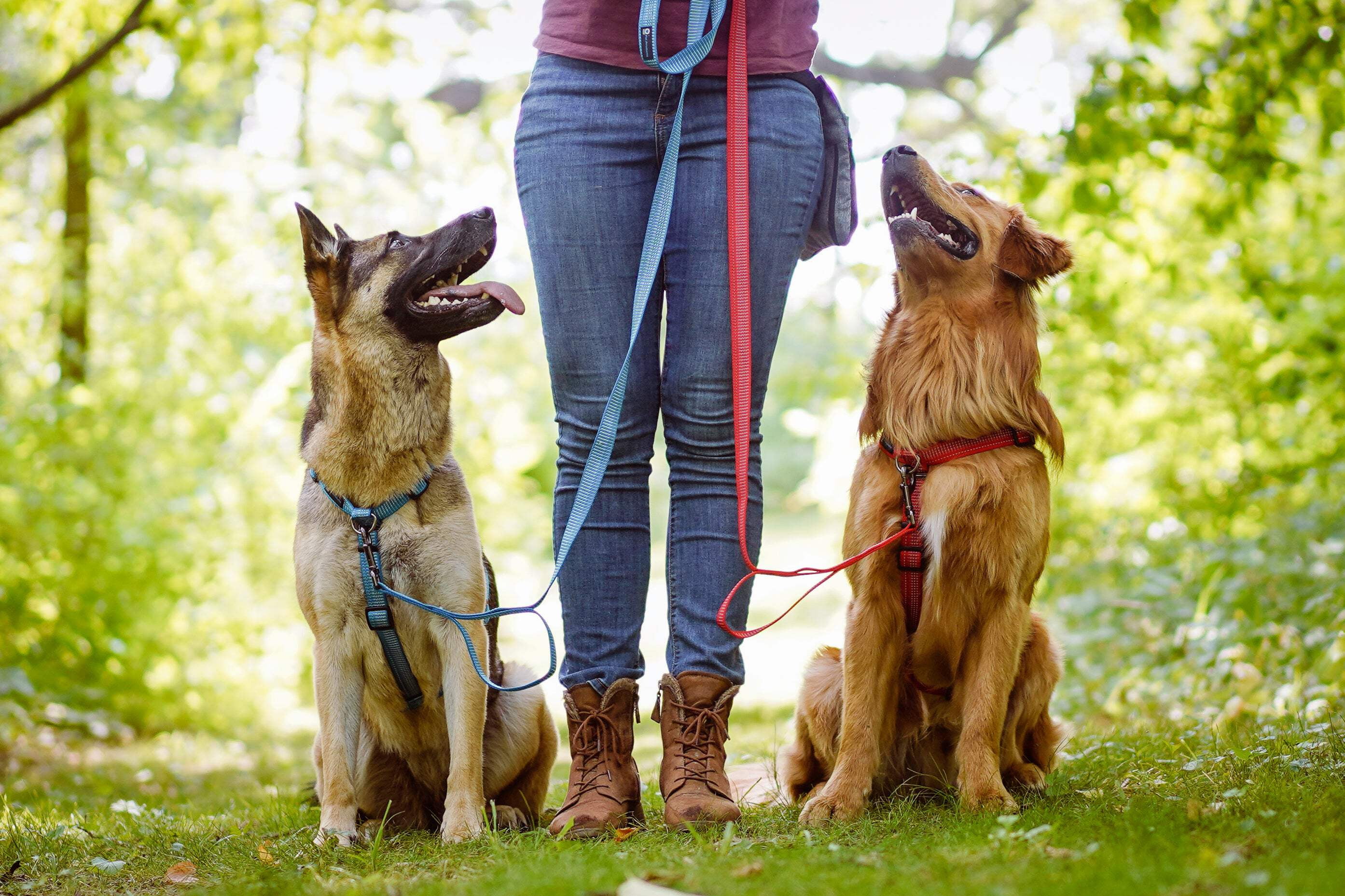 Blue-9 Reflective Buckle-Neck Balance Harness, Fully Customizable Fit No-Pull Harness with 3M Reflective Stitching, Ideal for Dog Training and Obedience, Made in The USA, Red, Medium/Large