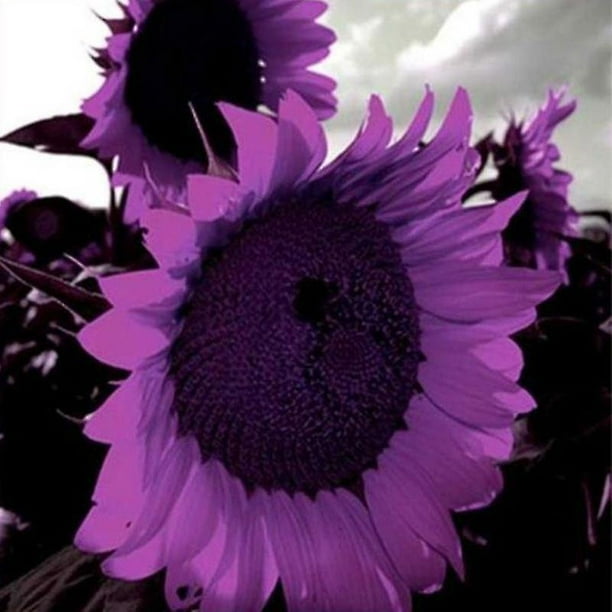 Nuevo 20 / pcs Semillas de girasol púrpura Flor de sol Flor de planta Flor hermosa