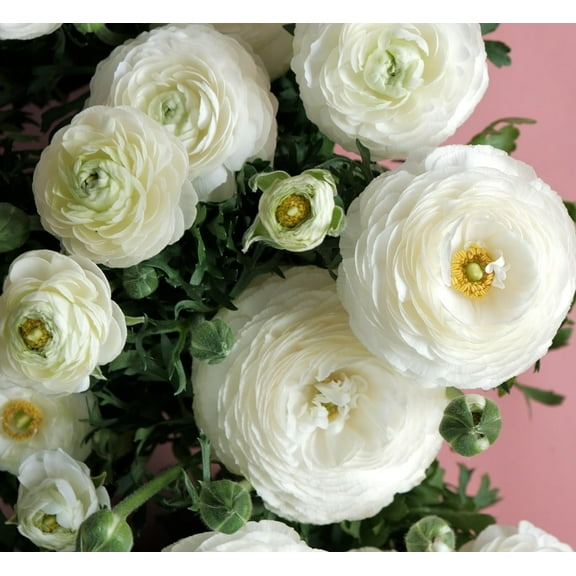 Ranunculus Flower Bulbs for Growing - Perennial Flowers with Extended Bloom Times - Ranunculus Corms for Planting (10 White Corms)