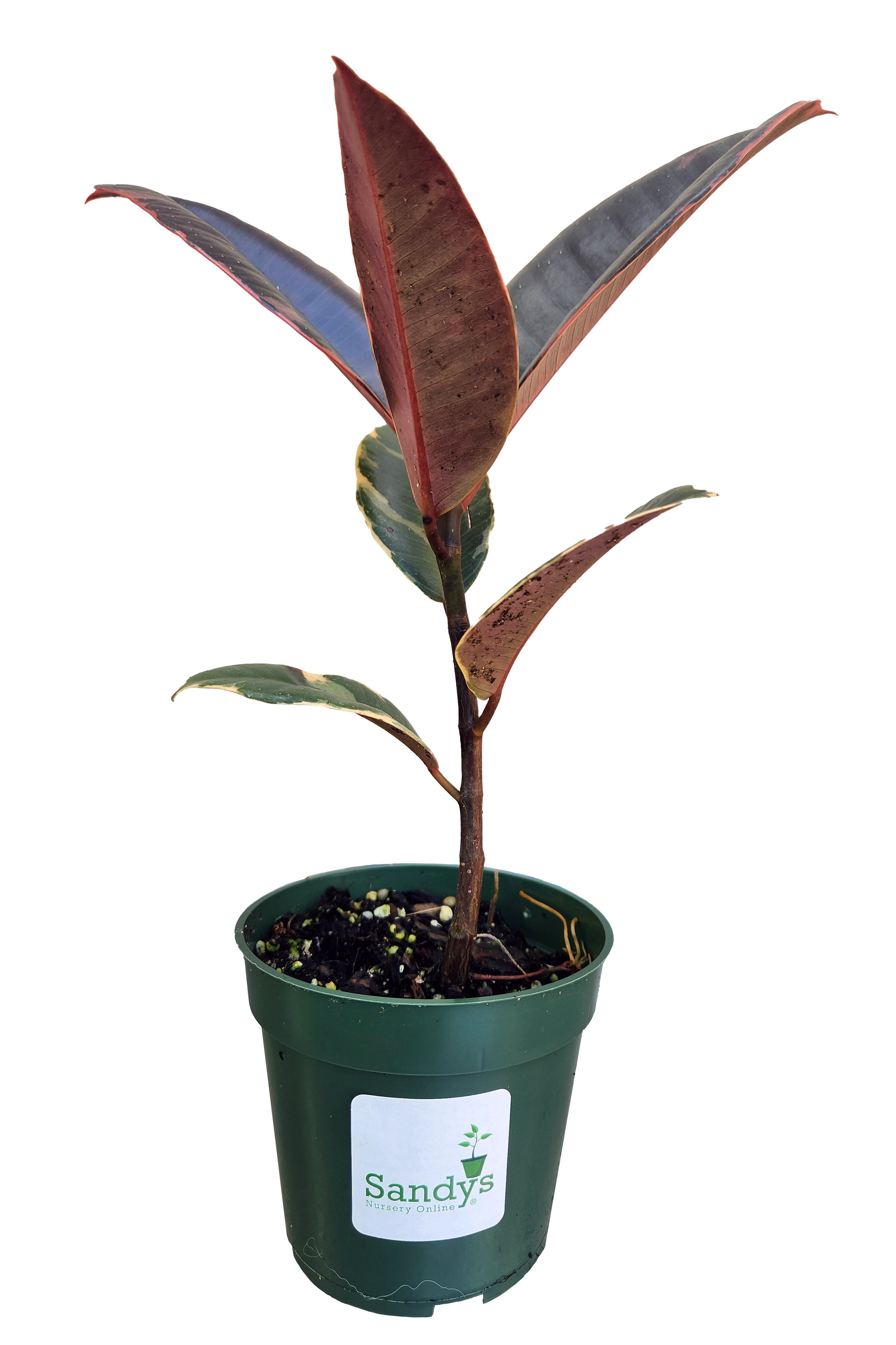 silver splash philodendron Philodendron 'Silver Stripe'