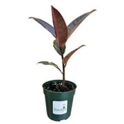 Ficus elastica Ruby Variegated Rubber Tree 4 Inch Pot