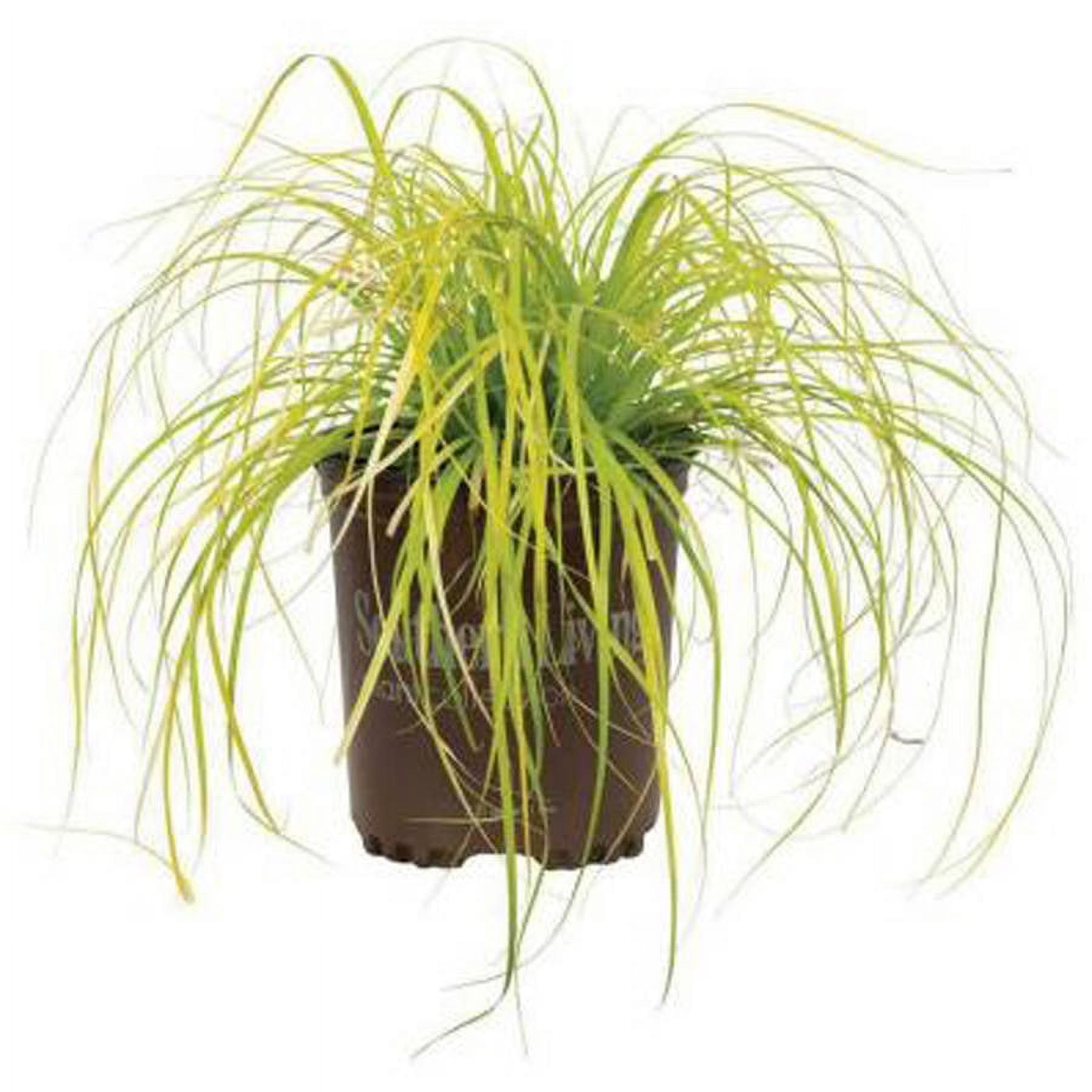 Southern Living EverColor Everillo Carex 'Sedge' Live Shrub in 2.5-Quart Grower Pot