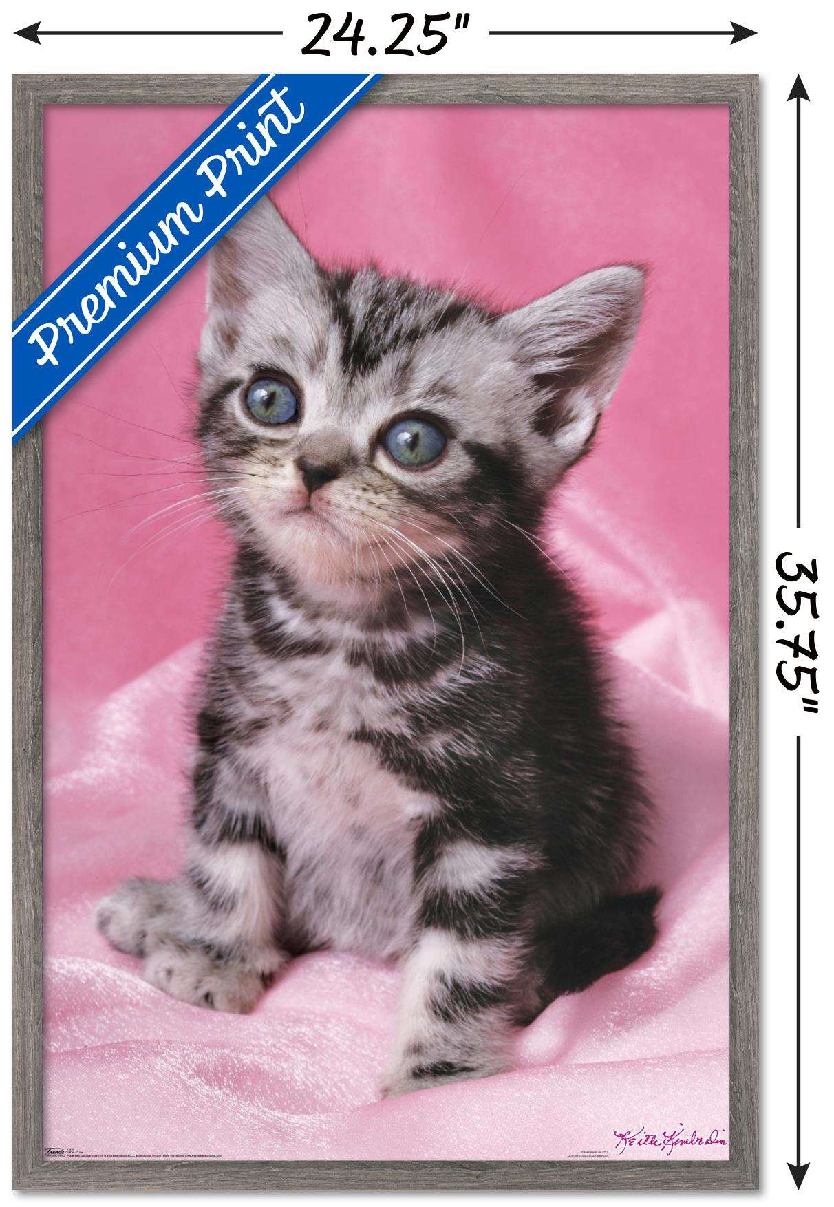 Keith Kimberlin - Kitten - Cute Wall Poster, 22.375" x 34", Framed