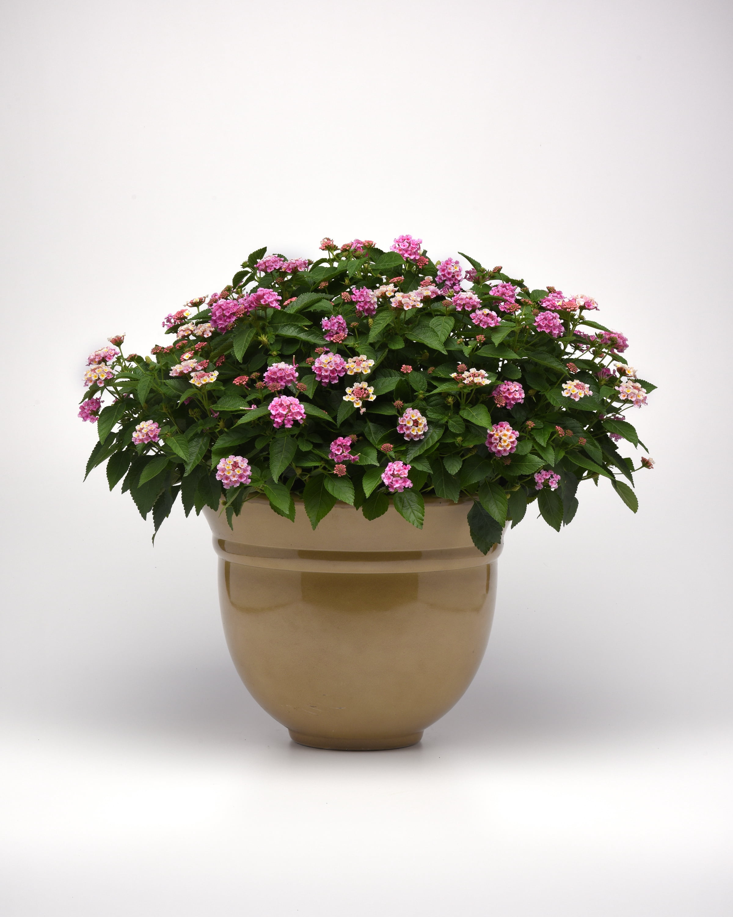 2.5 in. Lantana Bloomify ™ Pink Live Annuals With Full Sunlight in Grower Container - 3 Piece
