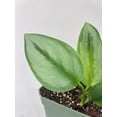 thumbnail image 4 of Bumble Plants Scindapsus Treubii Moonlight - Full Live Colorful Houseplant in Nursery Pot, Easy Care, Indoor Plant for Beginners, 4 of 5