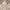 Brown/Beige, variant on Safavieh Cottage Jarred Floral Medallion Indoor/Outdoor Area Rug