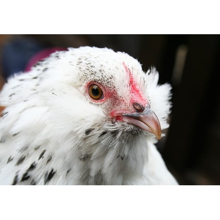 Canvas Print Duccle Beard Belgian Poultry Hen Bantam Chicken Stretched Canvas 10 X 14